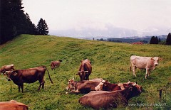 107.jpg  107